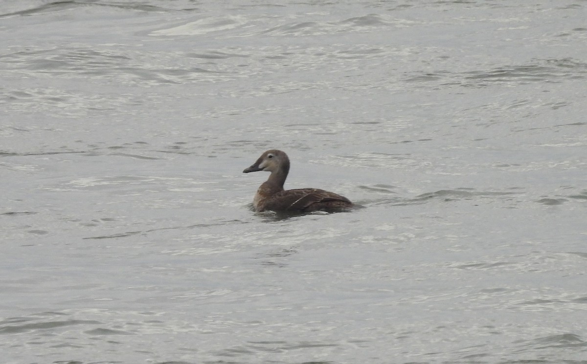 praktærfugl - ML644179767