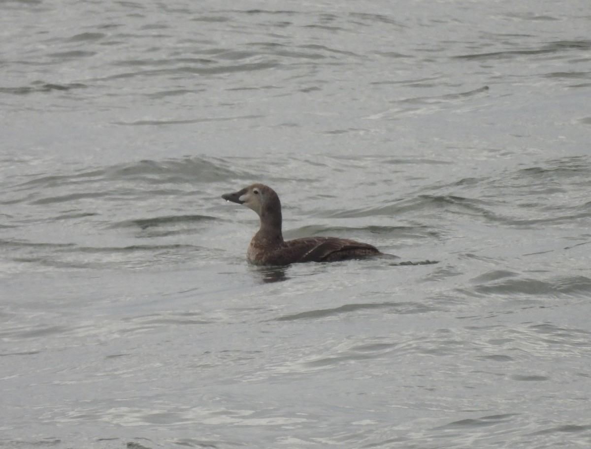 praktærfugl - ML644179768