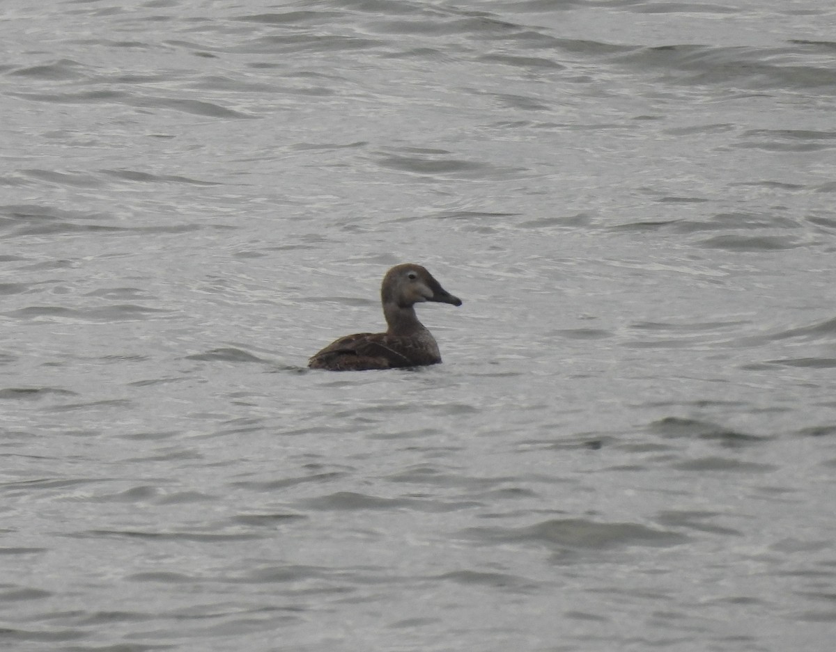 praktærfugl - ML644179769