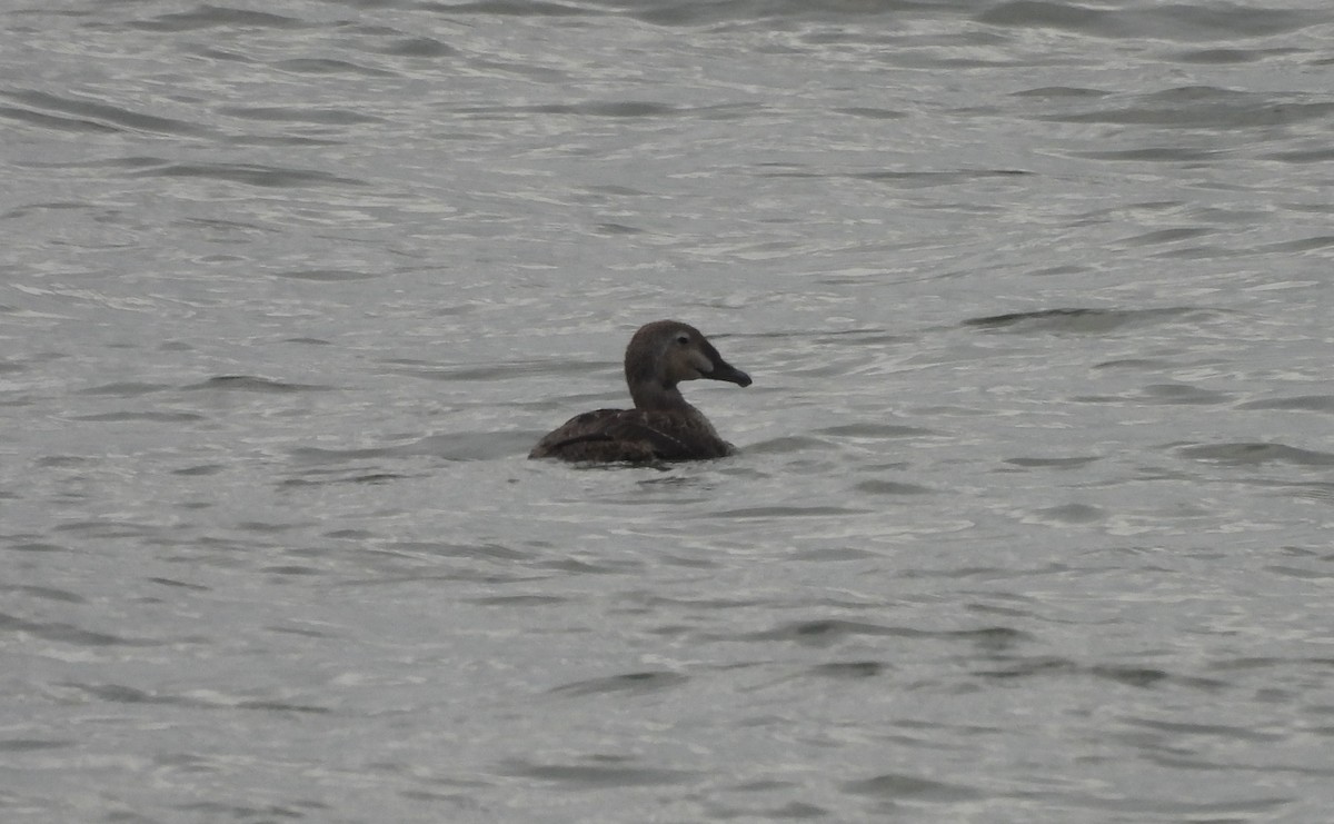 praktærfugl - ML644179770