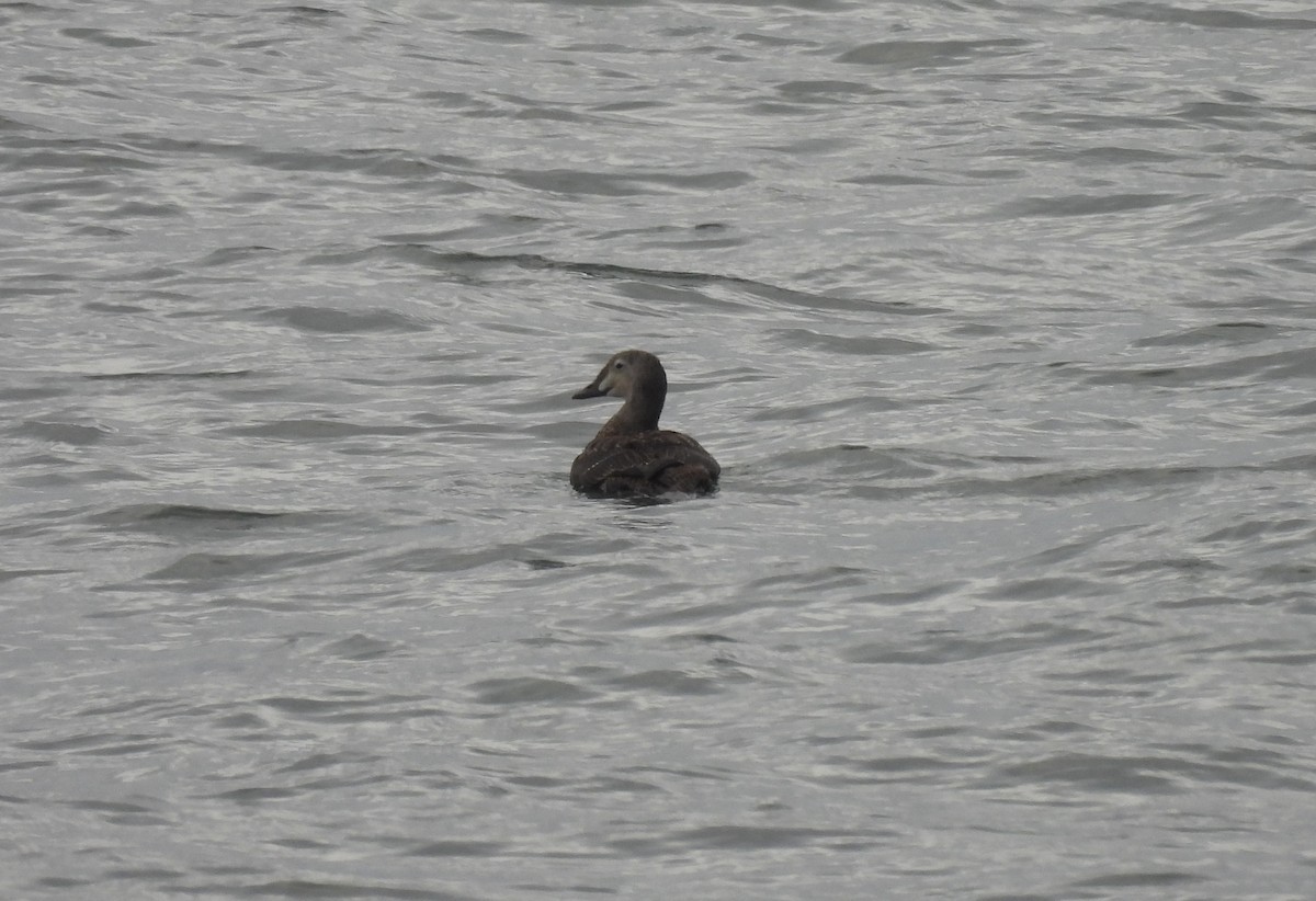 praktærfugl - ML644179771