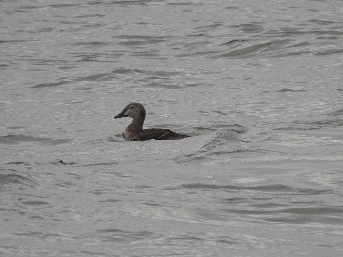 praktærfugl - ML644179772