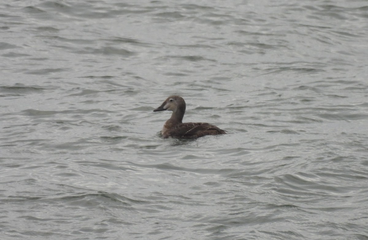 praktærfugl - ML644179773