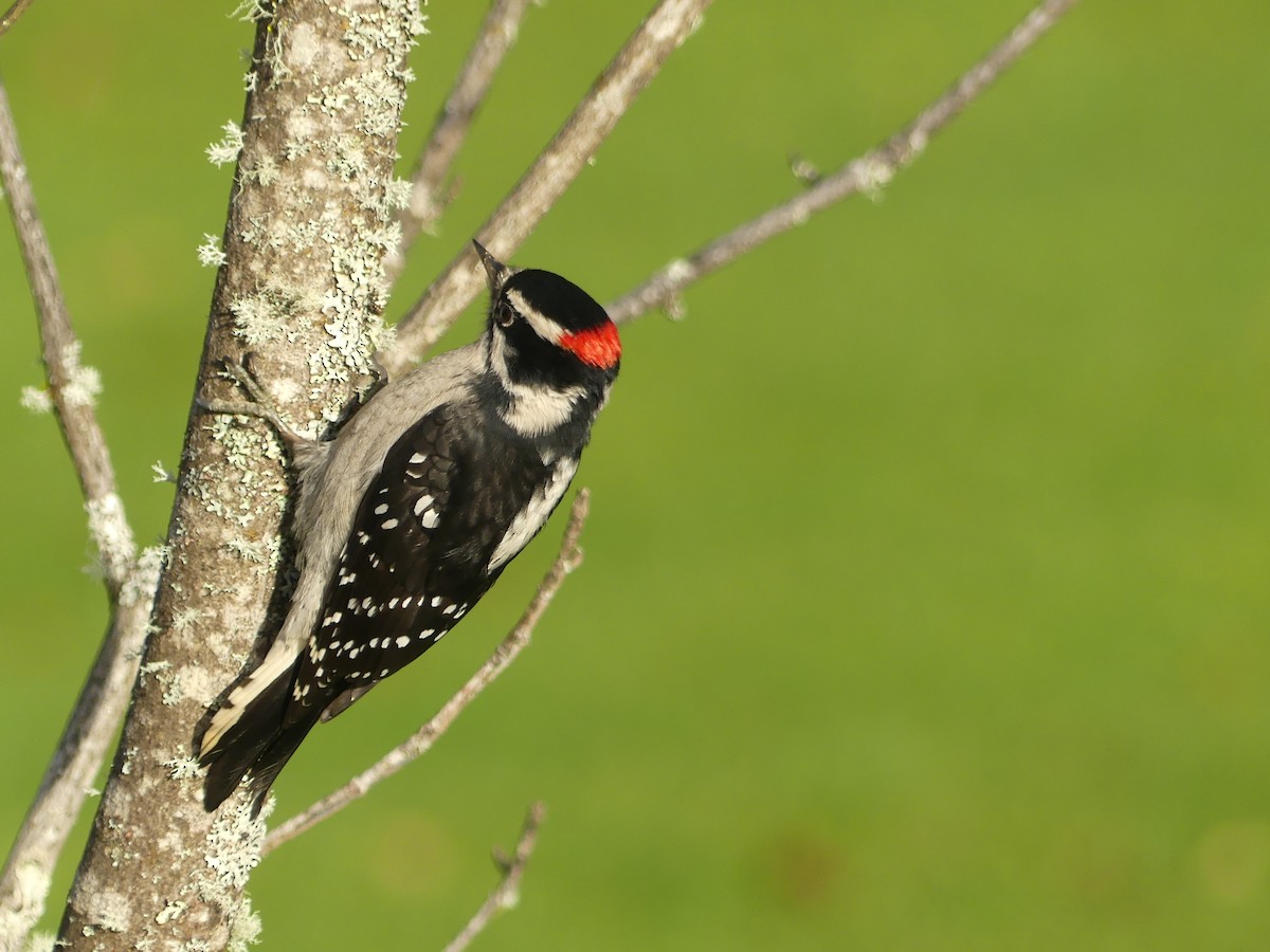 Downy Woodpecker - ML644179781
