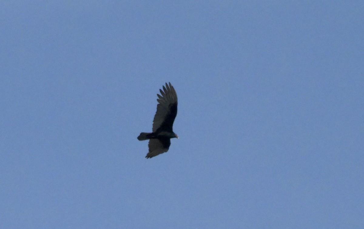 Aura Gallipavo - ML644179797