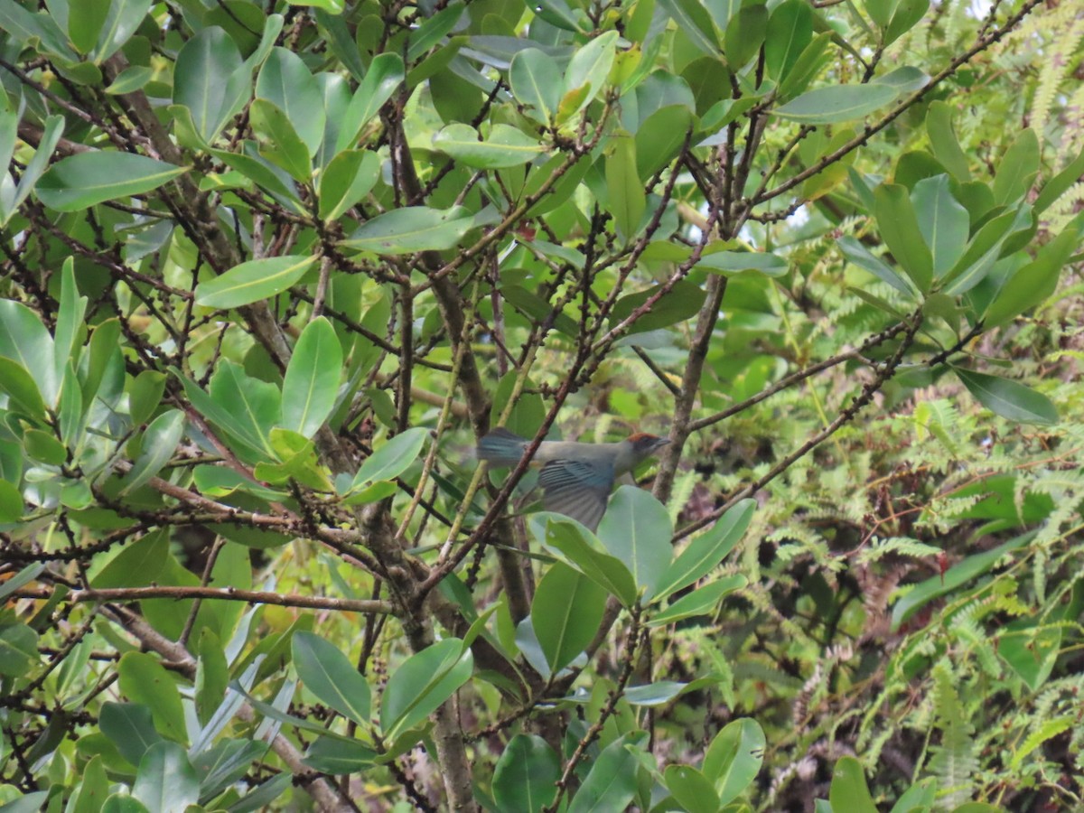 Scrub Tanager - ML644179819