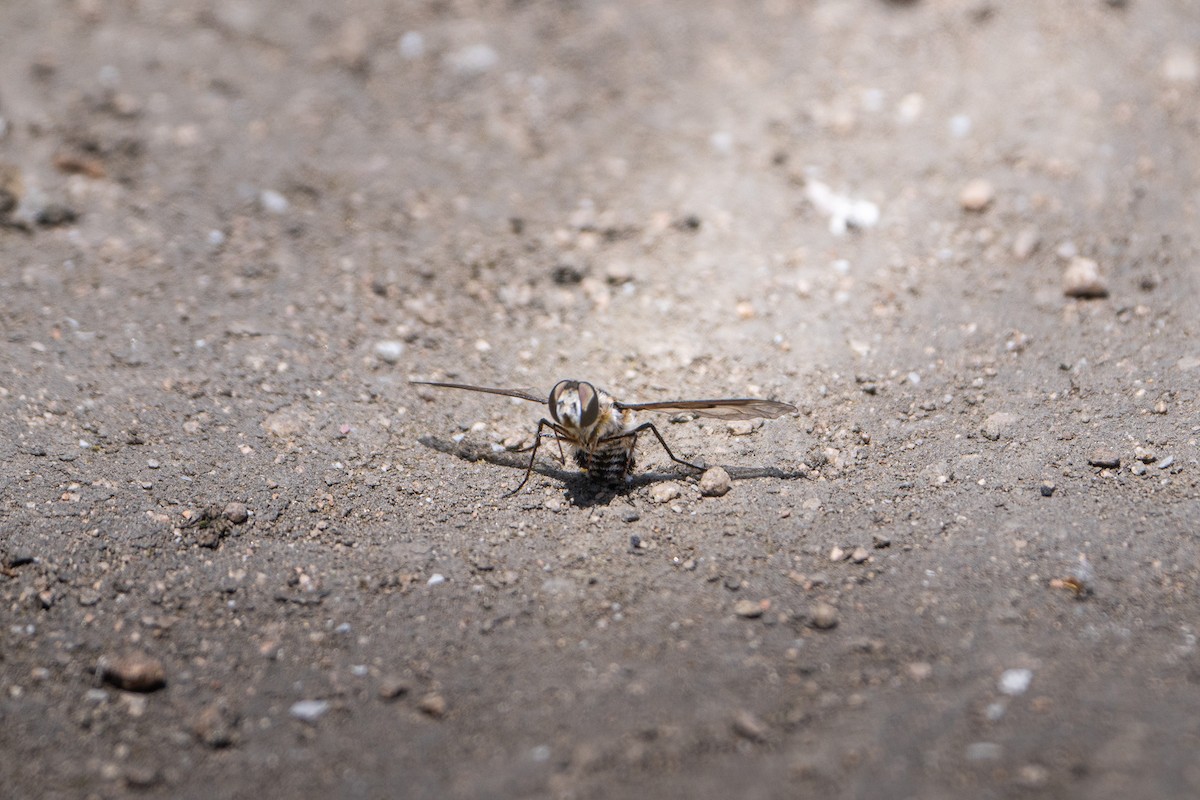 Bee Flies - ML644179822