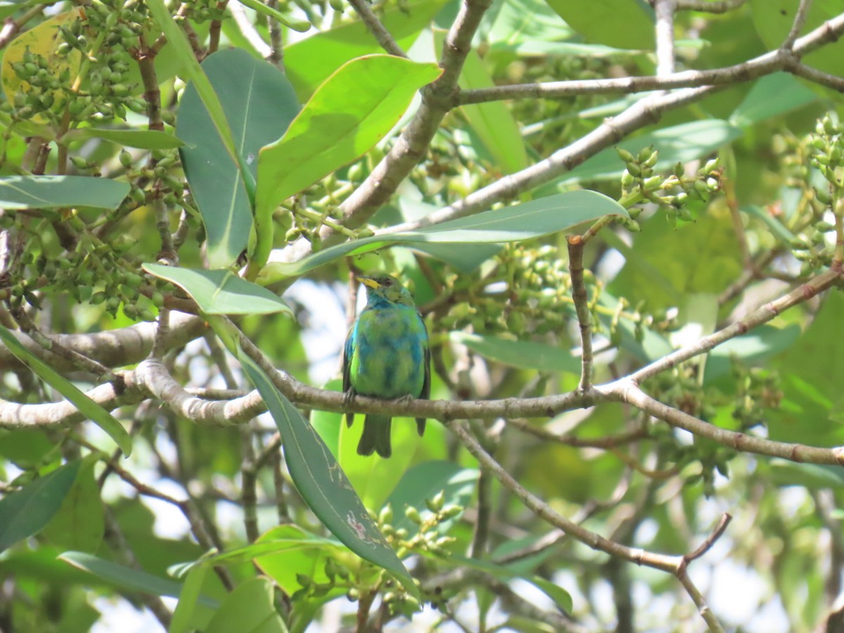 Kappennaschvogel - ML644179836