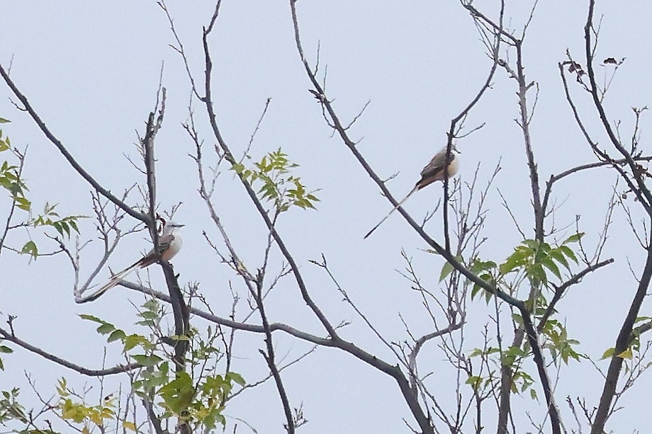 Scissor-tailed Flycatcher - ML644179843