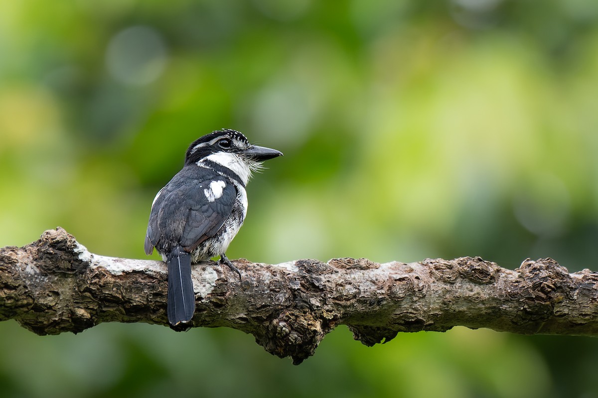 Pied Puffbird - ML644179850