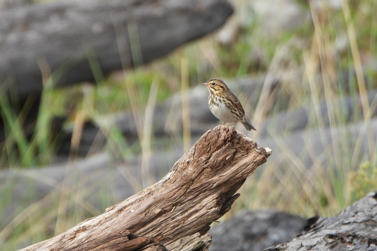 Savannah Sparrow - ML644179851