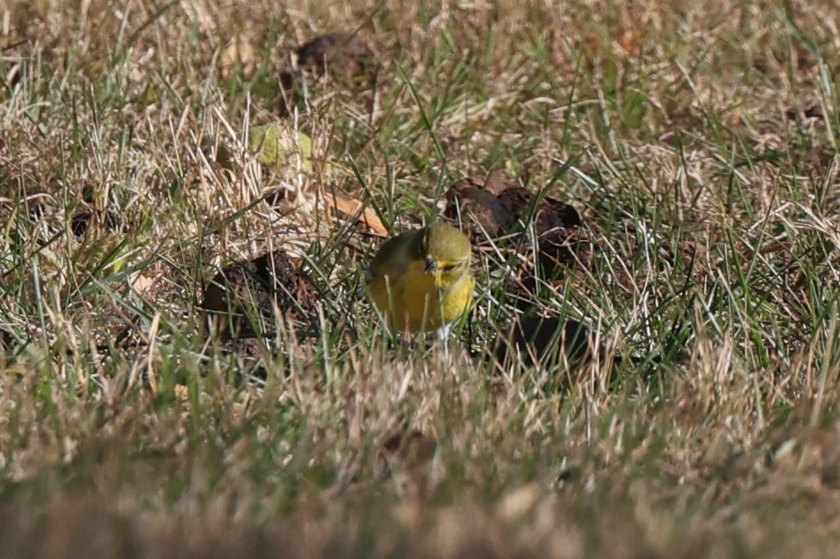 Pine Warbler - ML644179865