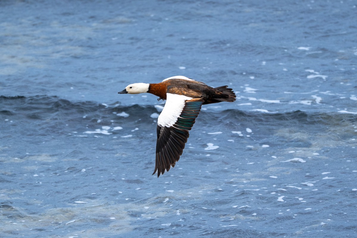 Tarro Maorí - ML644179906