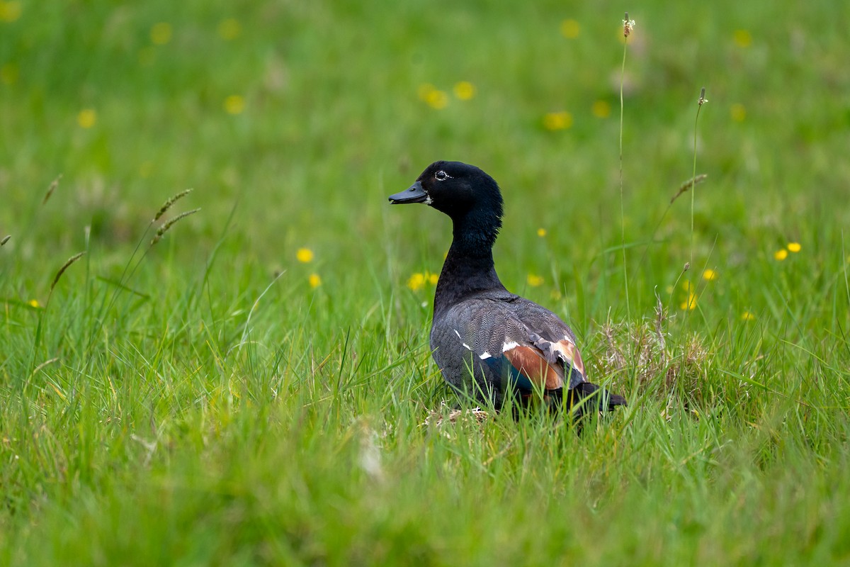 Tarro Maorí - ML644179907