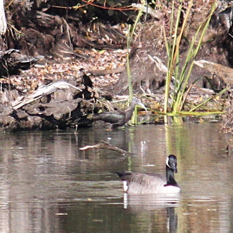 Glossy Ibis - ML644179912