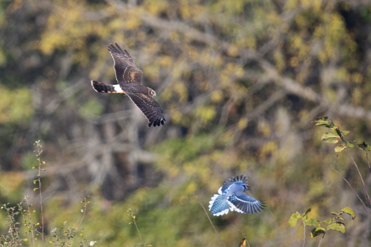 Northern Harrier - ML644179925