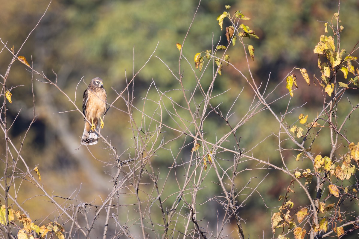 Northern Harrier - ML644179926