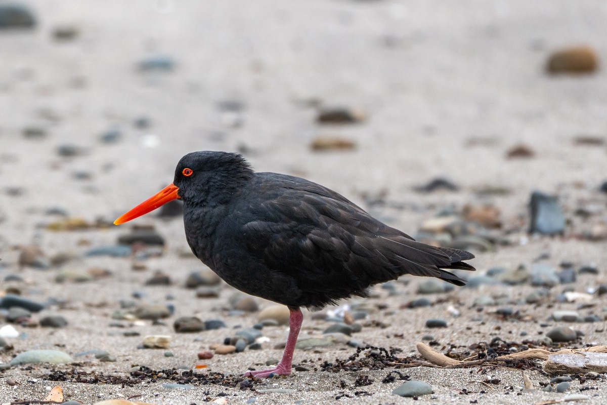 Huîtrier variable - ML644179931