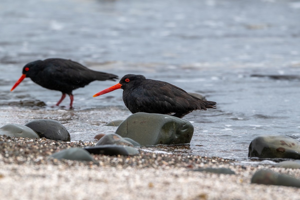 Huîtrier variable - ML644179932