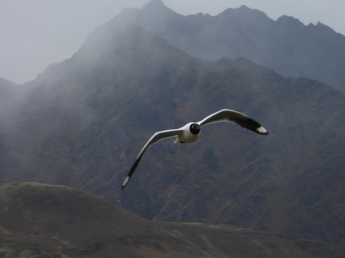 Andean Gull - ML644179935