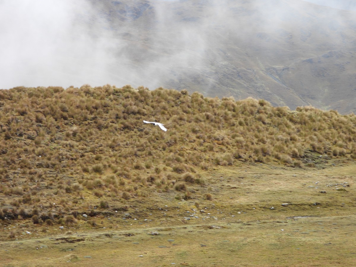 Andean Gull - ML644179936