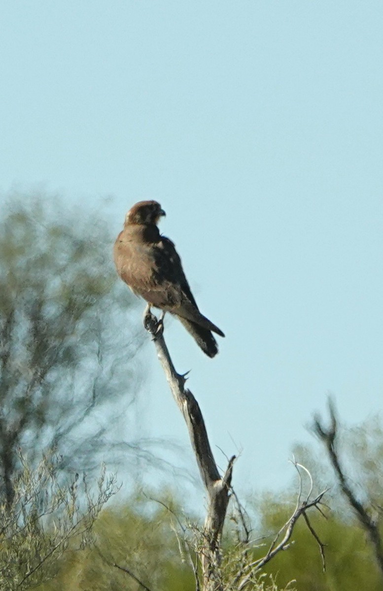 Brown Falcon - ML644179961