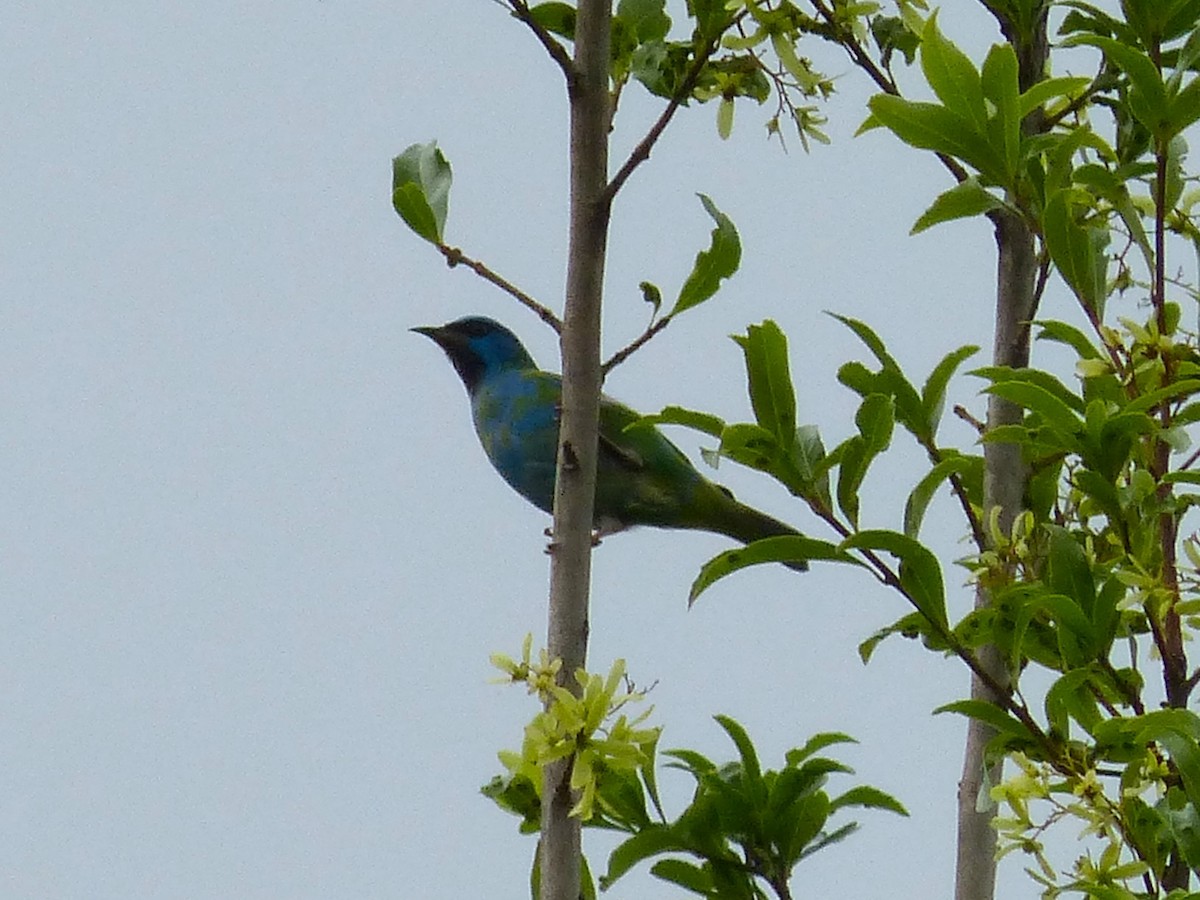 Blue Dacnis - ML644179969