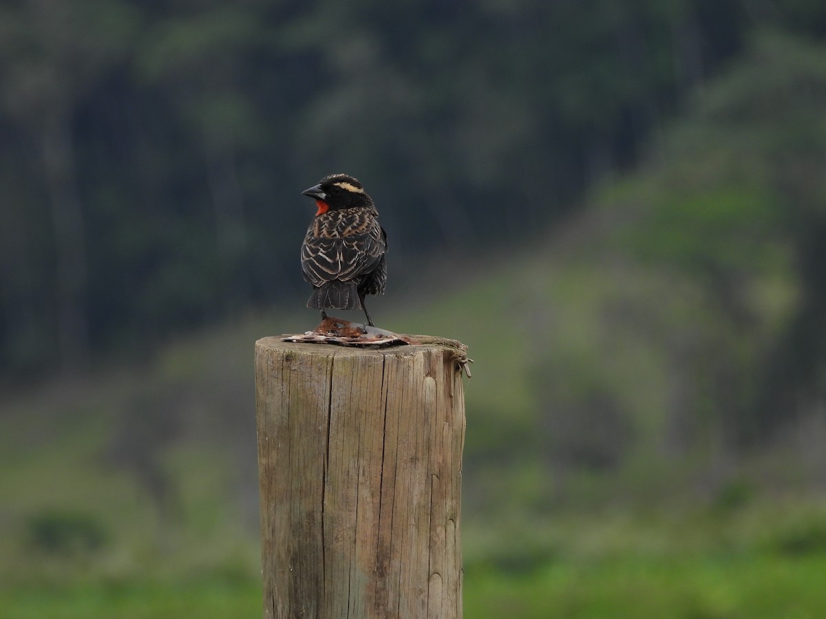 White-browed Meadowlark - ML644179972