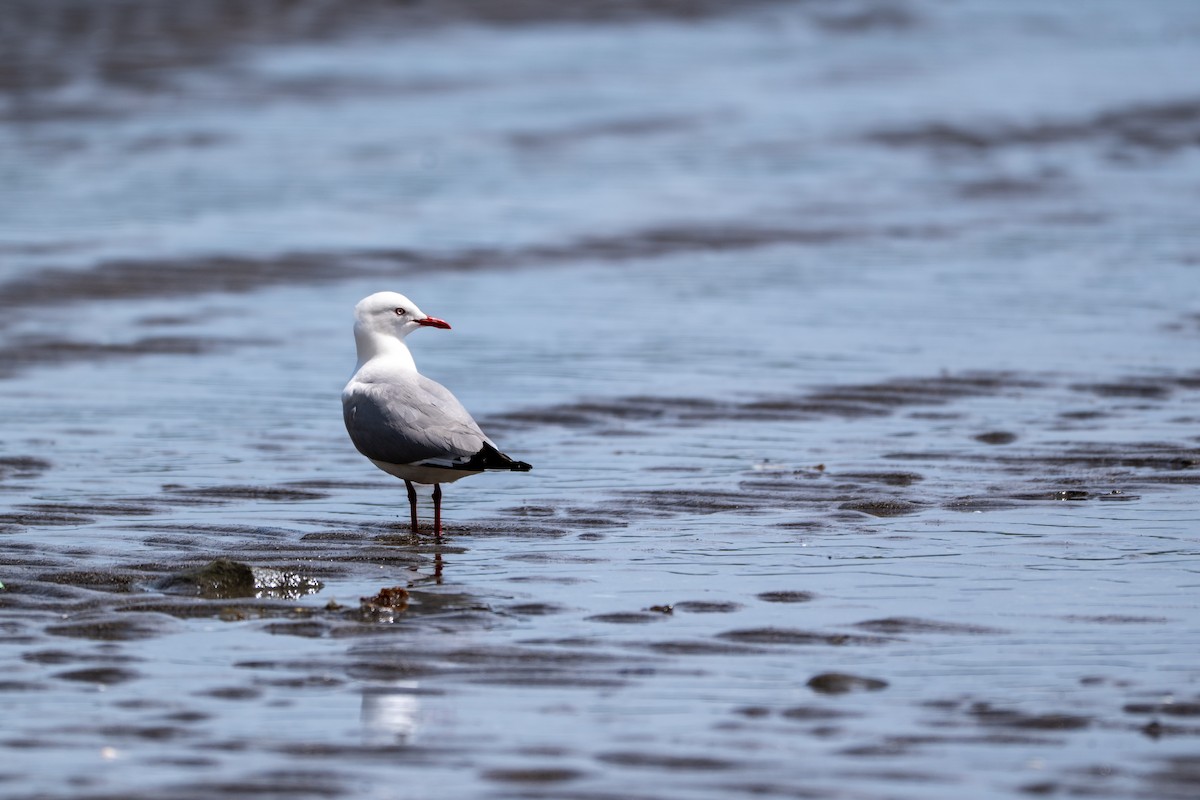 Mouette argentée - ML644179991