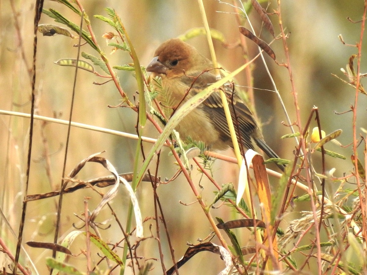 Blue Grosbeak - ML644179994