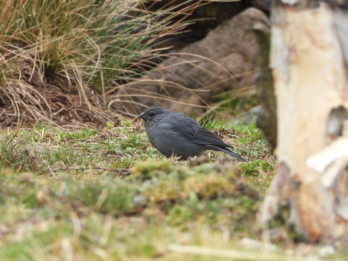 ネズミヤマシトド - ML644180023