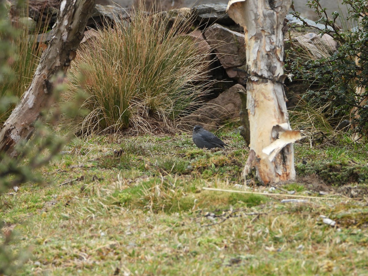 ネズミヤマシトド - ML644180024