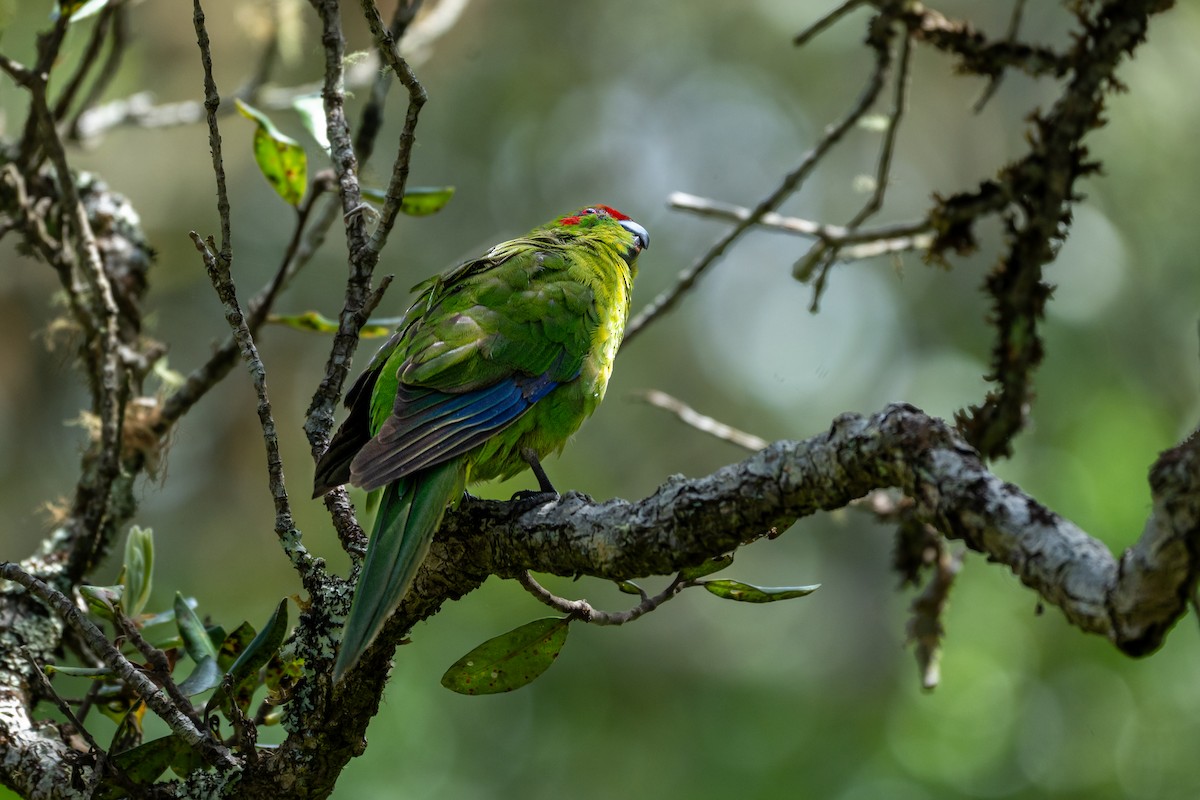 Ziegensittich - ML644180049