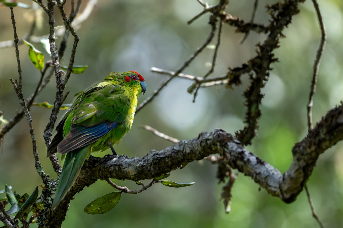 Ziegensittich - ML644180050