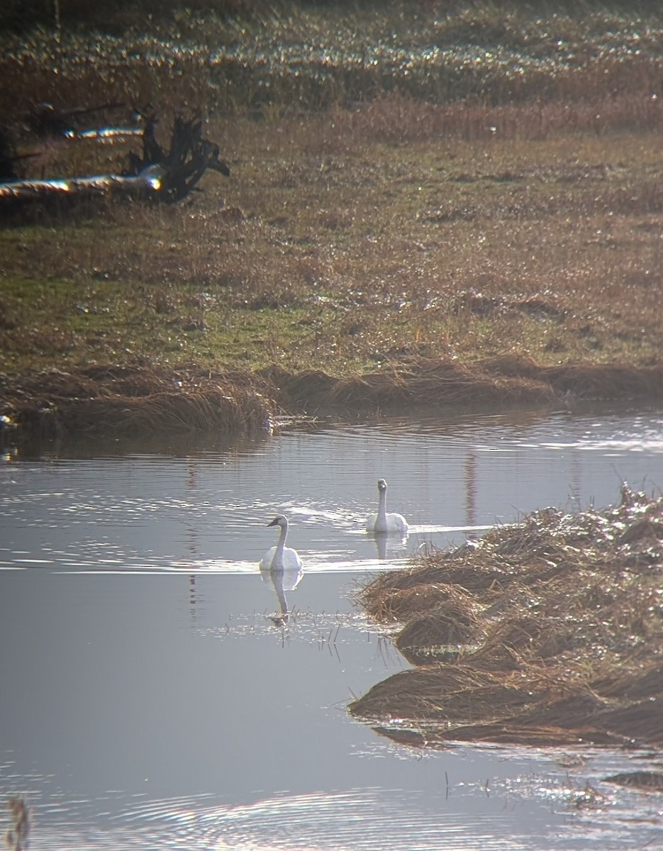 Cygne trompette - ML644180063