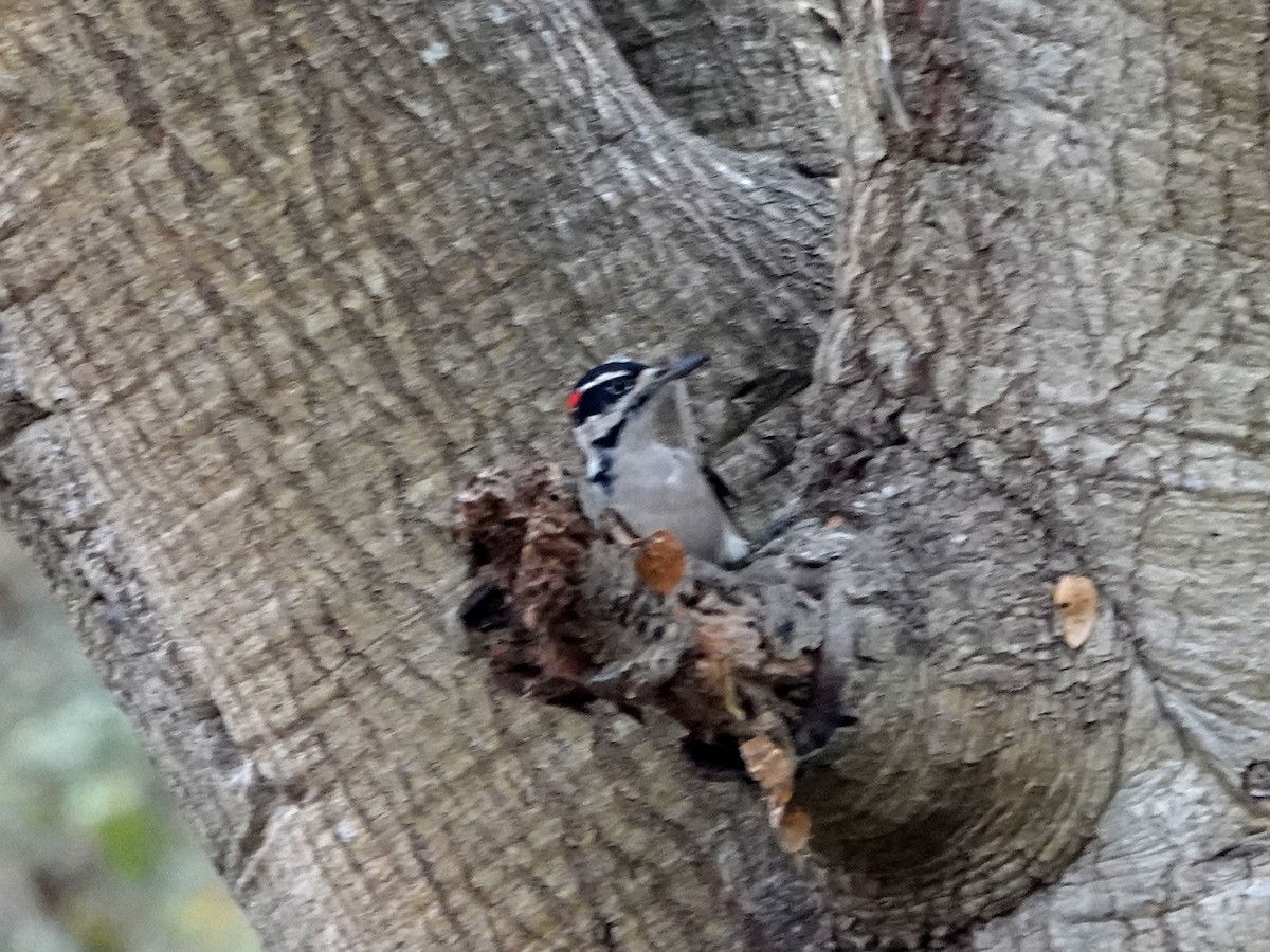 Hairy Woodpecker - ML644180082