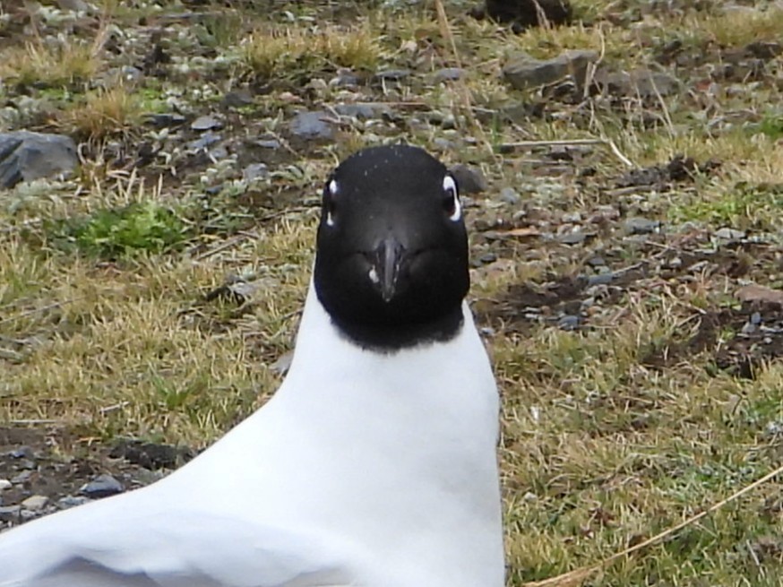 Andean Gull - ML644180085