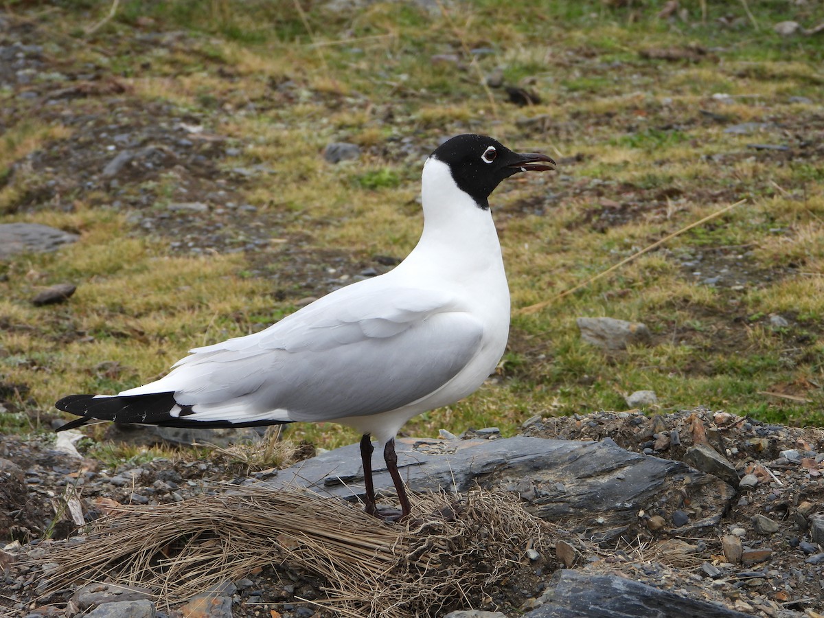 Andean Gull - ML644180086