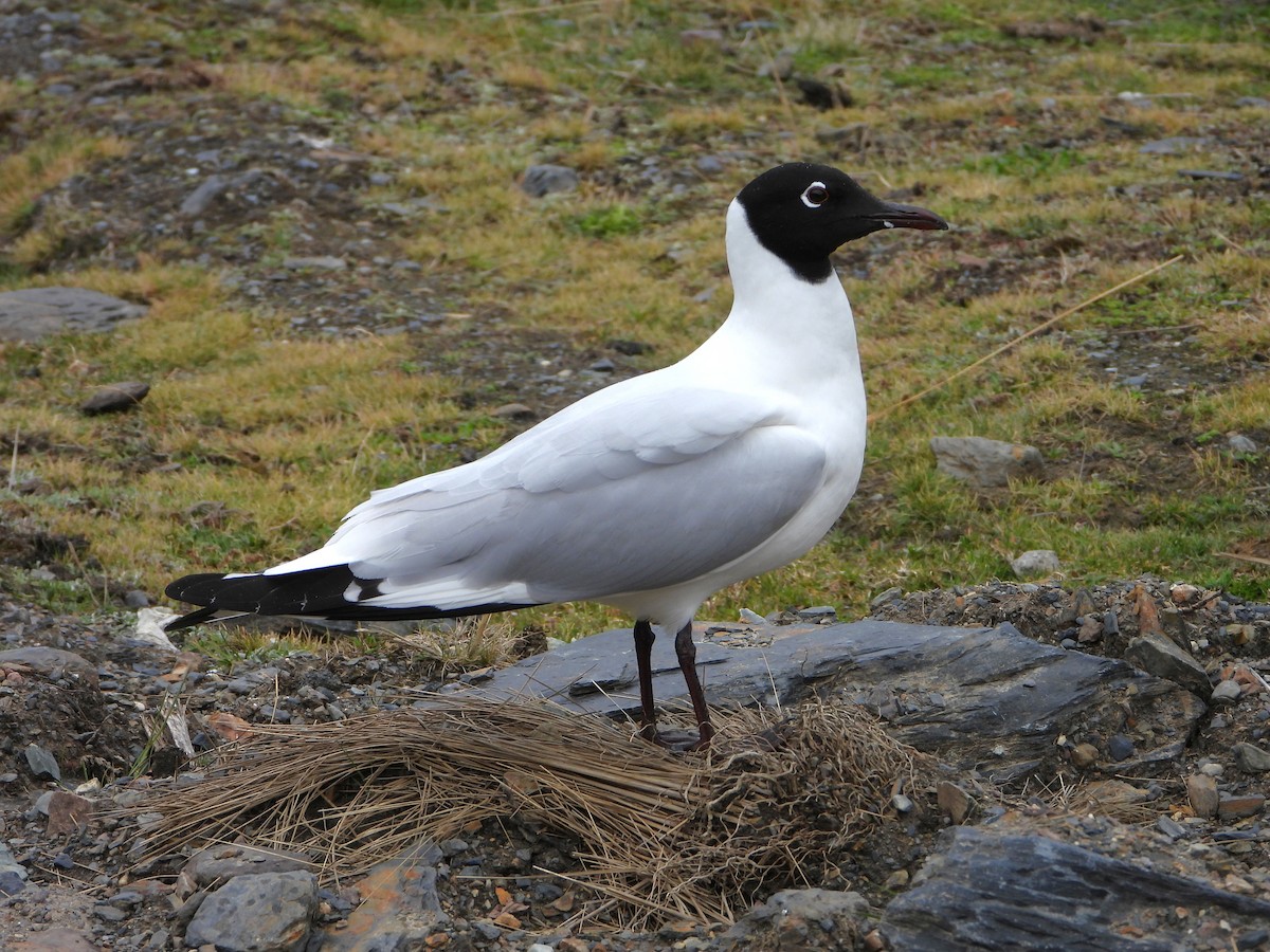 Andean Gull - ML644180087