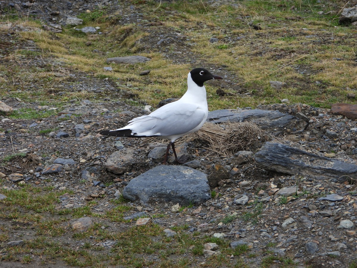 Andean Gull - ML644180088