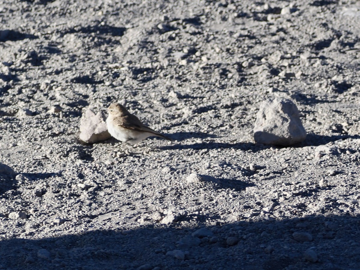 Puna Miner - ML644180089