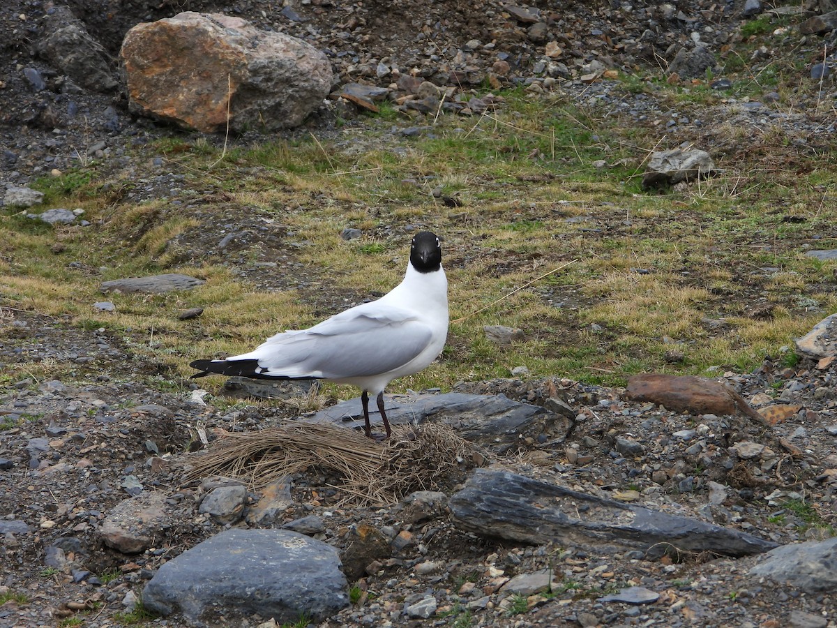 Andean Gull - ML644180090