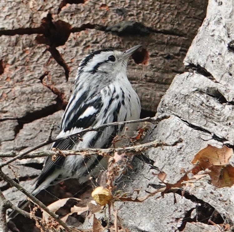 Black-and-white Warbler - ML644180092