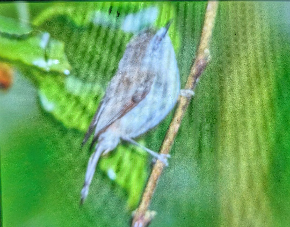 Brown Gerygone - ML644180104