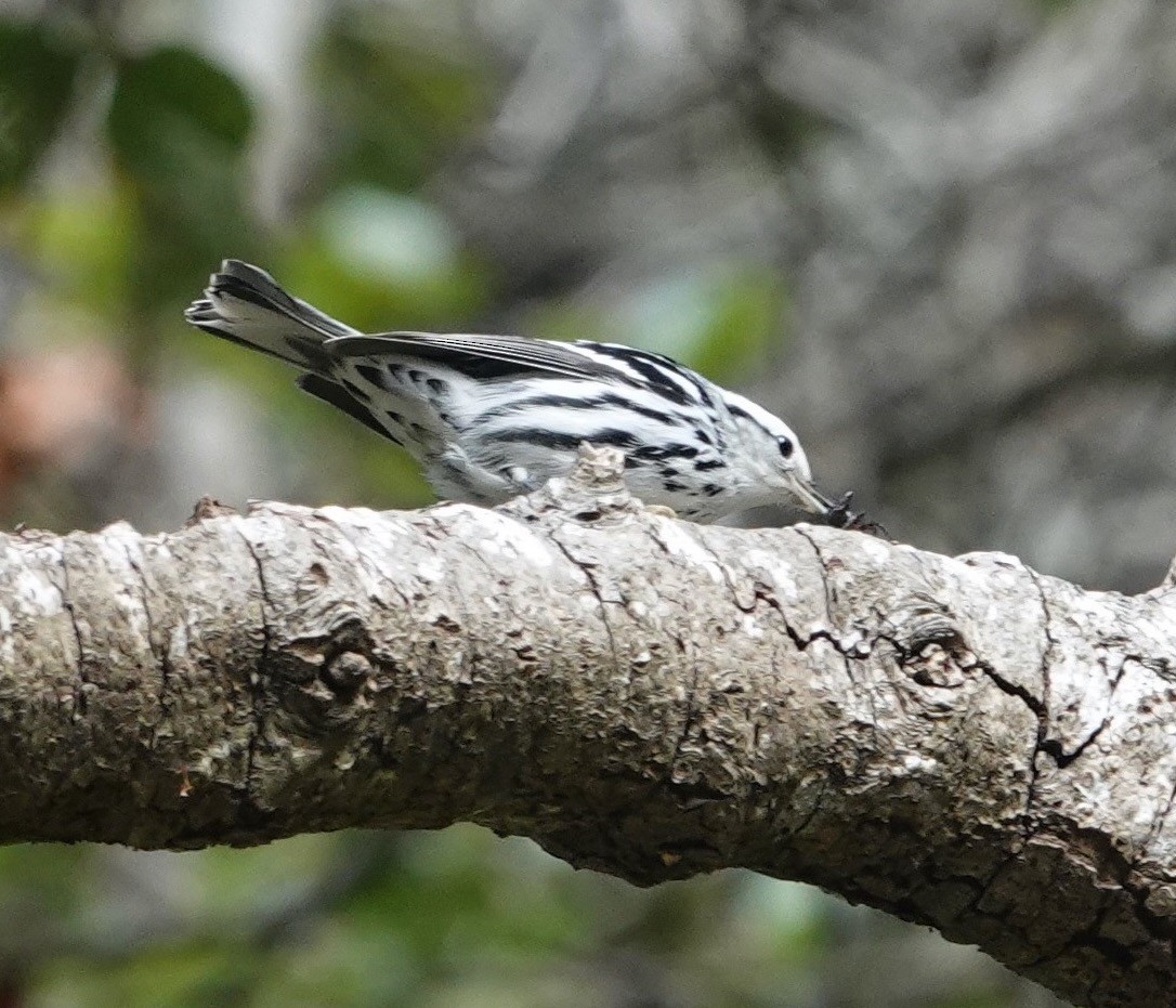 Black-and-white Warbler - ML644180105