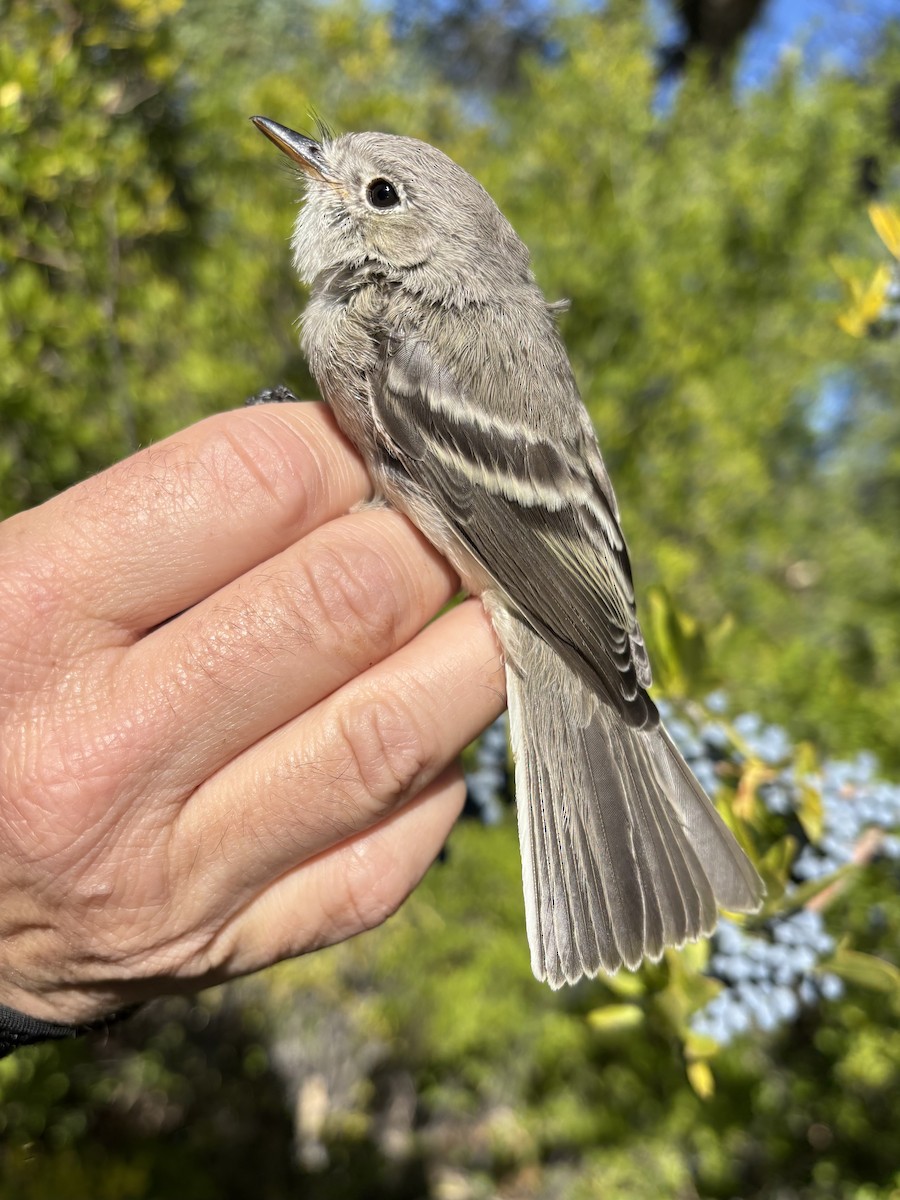 Moucherolle gris - ML644180111