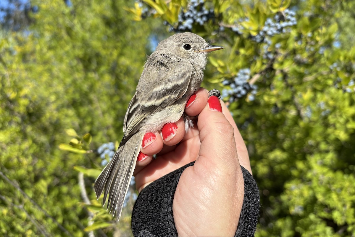 Moucherolle gris - ML644180118