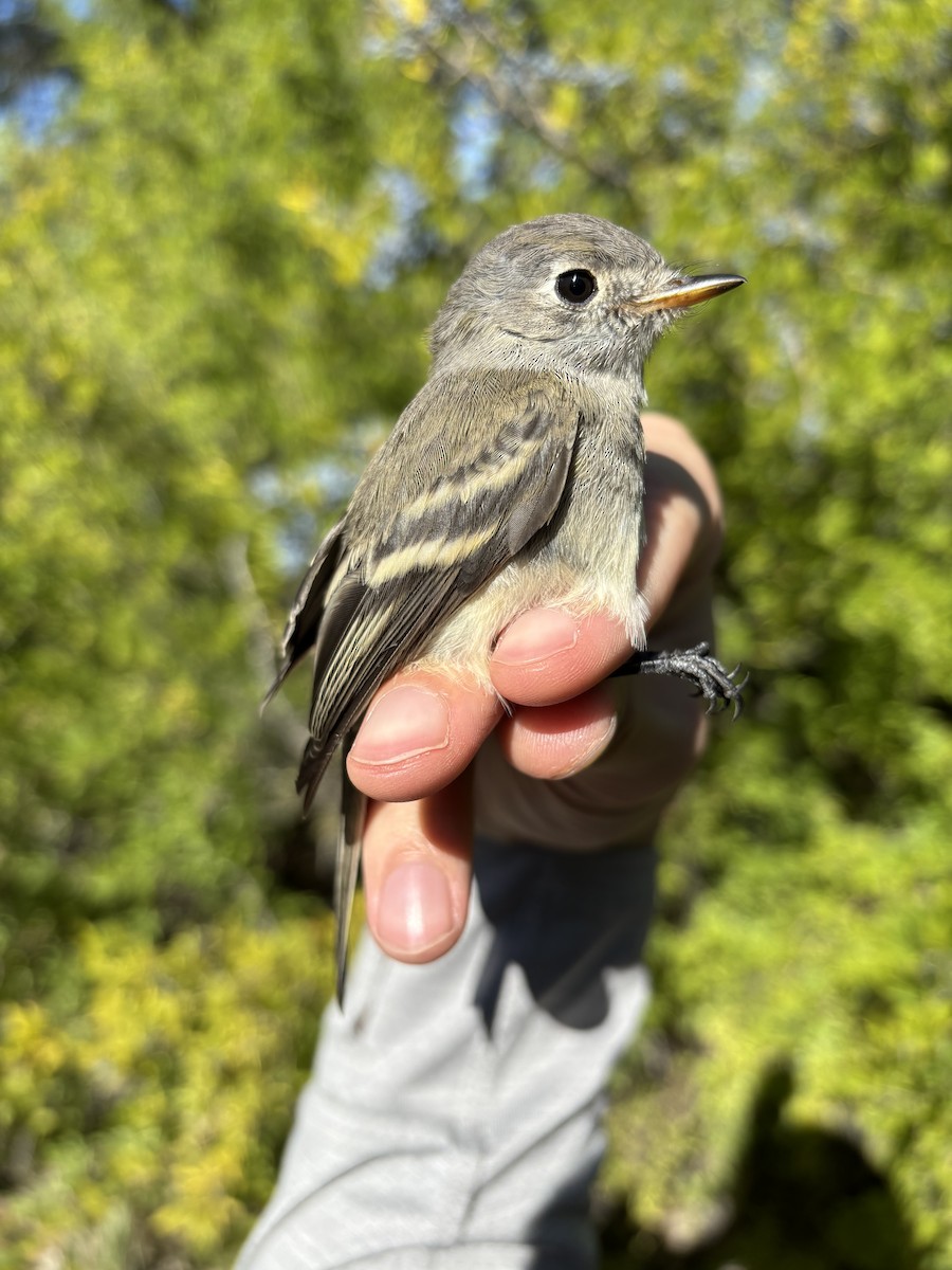Dusky Flycatcher - ML644180121