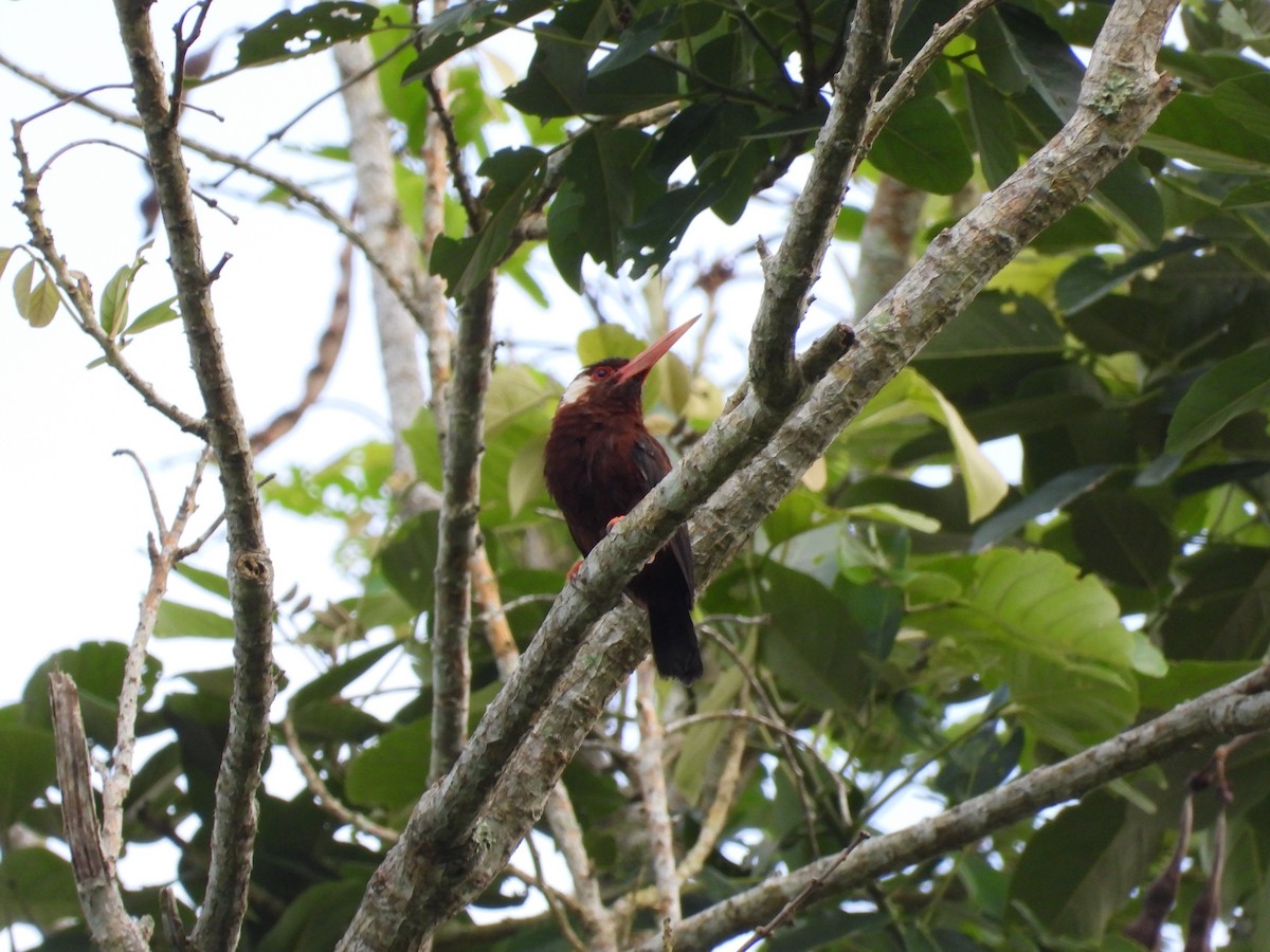 White-eared Jacamar - ML644180175
