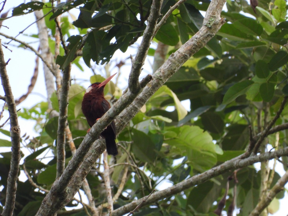 White-eared Jacamar - ML644180176